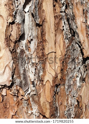Embossed texture of the bark of oak. Panoramic photo of the oak texture.