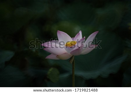 Lotus queen of water tree which relates to the belief in buddhism