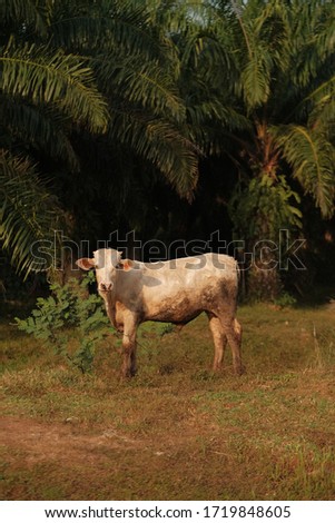 The calf stood looking,young cow standing upright in a dry meadow,selective focus,Calf face,Calf posture,Herd of cows