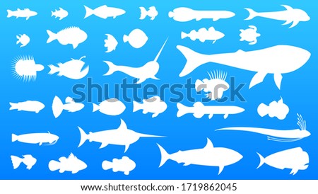 Set White Fish Vector Collection Design Elements Water Marine Nature Fauna River Ocean