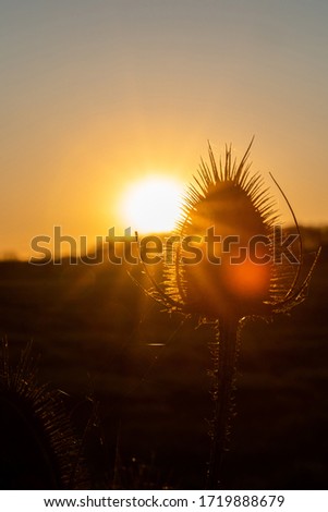 Thistle in the sunset backlit by the sun in the background