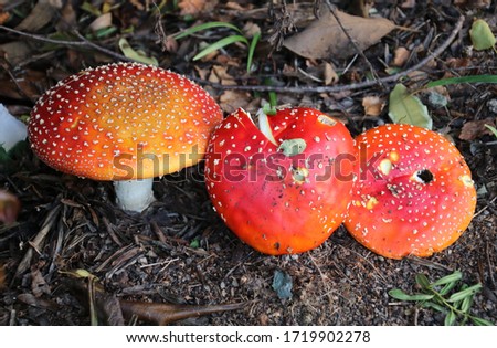 fly agaric toad stools look pretty