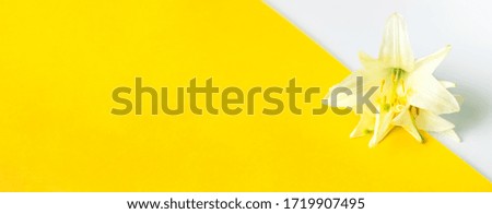 Lily flower on a yellow-and-white background. Composition with flowers. Flat lay. It's a beautiful background. Banner.