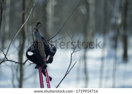 skiing in the winter forest. ski pole