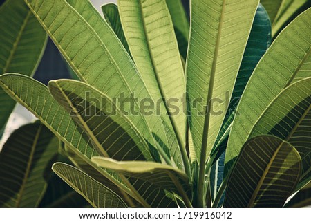 Natural light leaf close up pictures