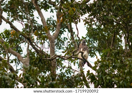 Wild grey-headed fish eagle on a tree branch, brown head and upper body, white tail. Picture from below. Kinabatangan River, Sabah, Malaysia, South east Asia
