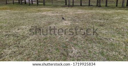 crow in the park in the daytime