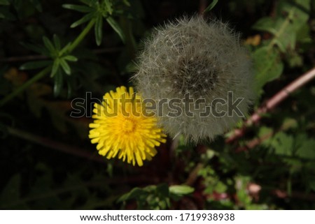 two dandelions next to each other - in bloom and after bloomimg in spring time