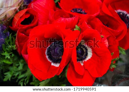 Background of beautiful bright color flowers bouquet. Fresh natural plants for sale at the flower market. Ideal gift for women for Mother's Day, Woman's Day, Valentine Day celebration.