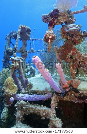 underwater wreck of the price albert covered with coral