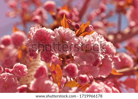 Pink flowers on the tree. Cherry blossom. Many flowers with yellow leaves close up.