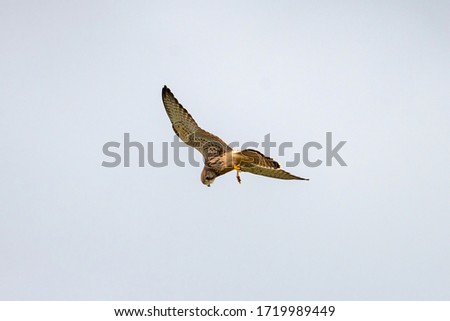 Kestrel bird in flight  in the sky