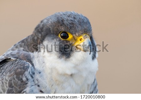 A northern peregrine falcon (Falco peregrinus calidus) close up portrait, in Catalonia, in the Ebro Delta Natural Park.