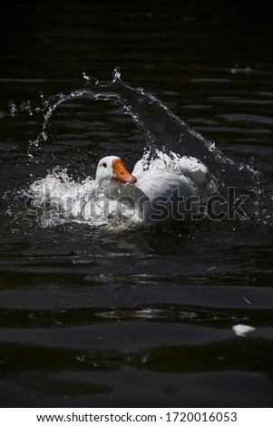 A duck plays in the water