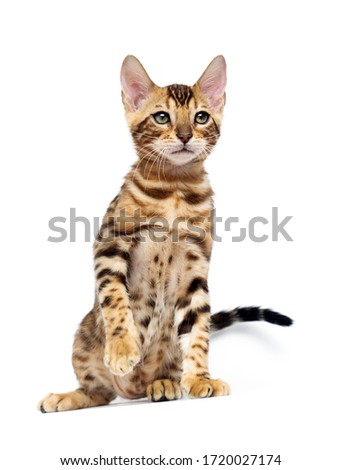 Bengal cat raising his paw on a white background