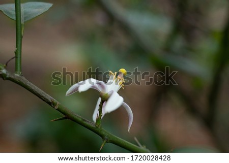 lemon flower On tree Stock Photo, lemon flower-5