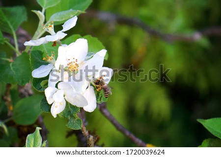 A picture of a bee sitting on an apple blossom