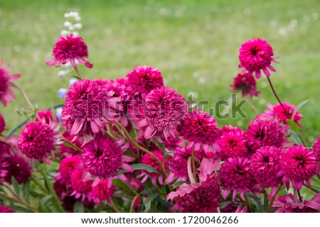Peony pink flowers blooming in a garden