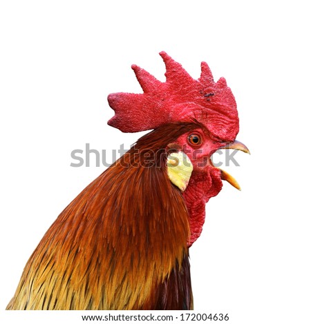 singing rooster portrait isolated over white background