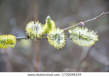 willow branches with catkins , spring