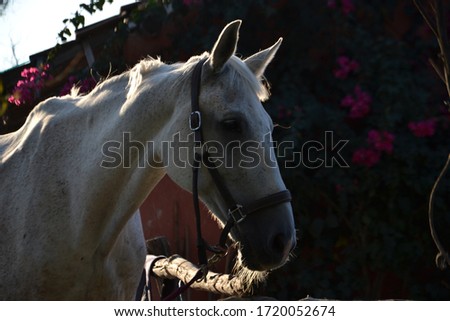 picture of a white horse
