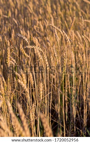 Spikelets of raw wheat in the evening sun, field, warm colors, Belarus, summer Royalty-Free Stock Photo #1720052956