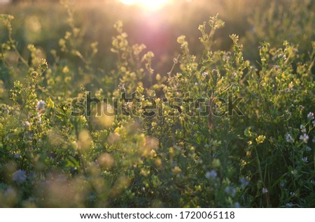 Wildflowers on the field in the evening light, bokeh, calm weather, peacefull colors, Belarus, summer day Royalty-Free Stock Photo #1720065118