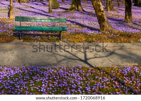 The Park with spring flowers in Cetinje Montenegro