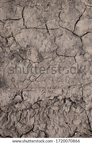 Barren, dry, cracked soil with some dry grass stems on dry season, Global worming effect