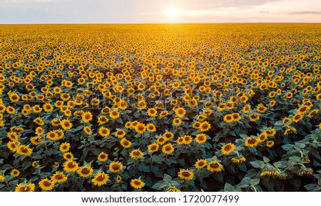 Beautiful picture of the sunflower field in the sunset rays and light. Aerial shot. Panoramic view and sky on background. Yellow and green colours. Postcard and agriculture concept.