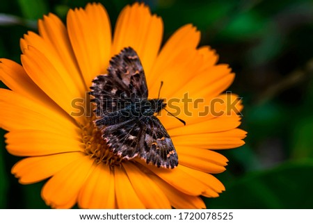 Butterfly on a yellow flower. Macro photo. Yellow spring flower macro texture. Motley butterfly close-up. Background of green leaves around a yellow flower. Orange flower