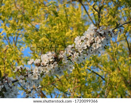 branch covered with small white blossoms during springtime.