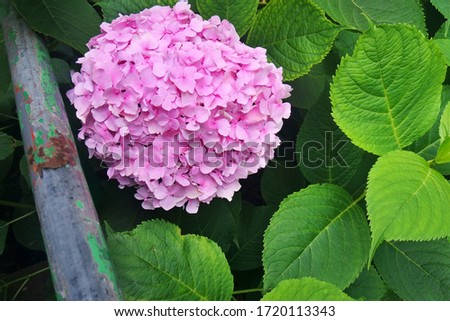 A pink hydrangea picture, blossom.
