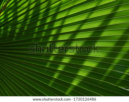 green palm leaf with shadow of sunlight 