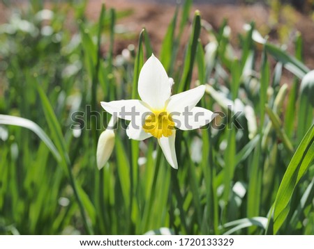 The beauty of wild Narcissus. Narcissus poeticus was one of the first daffodils to be cultivated, and is frequently identified as the narcissus of ancient times.