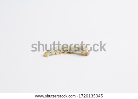 White silkworms on green mulberry leaves in spring Royalty-Free Stock Photo #1720135045