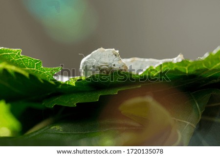 White silkworms on green mulberry leaves in spring