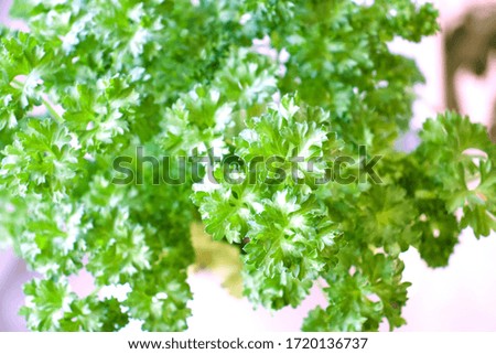 a picture of some parsley