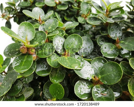 Fresh Water Drops on Green Plant Leaf