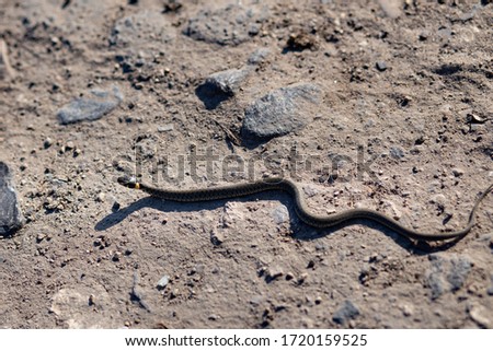 Grass snake (natrix natrix) crawls along the road.  a small snake crawls on the ground. 