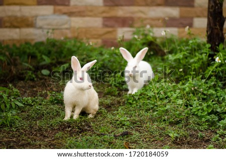 two white rabbits on green grass of home garden