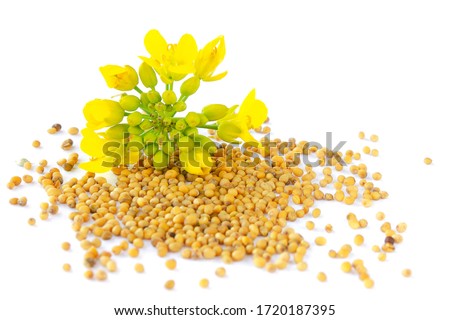 Mustard plant with yellow flowers and seeds. Sinapis plant yellow blossom. Mustard seeds and fresh mustard flowers isolated on white background. Rapeseed flower and canola isolated on white. Royalty-Free Stock Photo #1720187395