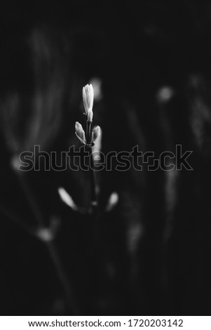 black and white landscape photography, spring, plants and nature