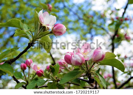  blooming pink flowers of an apple tree
