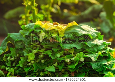 Tobacco leaf pile in garden for tranfer process to product and sell in market, leaves tobacco harvesting in country Thailand, cigar and cigarette is products from tobacco plants