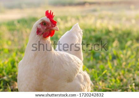 Free Range Chickens at Golden Hour Enjoying the Afternoon Royalty-Free Stock Photo #1720242832