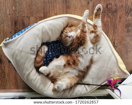 Stock photo of a relaxed ginger cat sleeping in a funny position with copy space around it and suitable for wallpaper or lock screen.