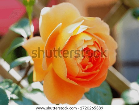 Flowering in May. Orange rose.