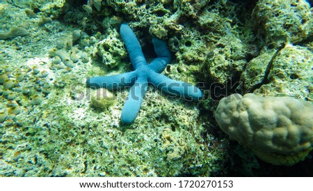 Blue seastard in natural environment. Underwater picture
