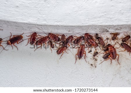 Close up cockroach insects on white wall with big and small cockroach family.